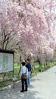 Nijo-jo Castle