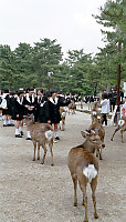 Deer and Students