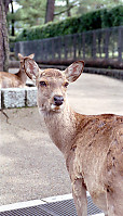 Deer