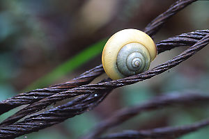 Snail On Wire