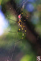 Joro-Gumo Spider