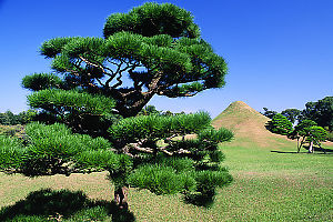 Tree In Suizeni-koen