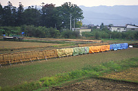 Rice Drying In Field