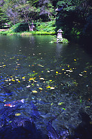 Pond With Carp