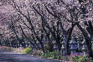 Row Of Sakura