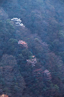 Blossums On Slopes