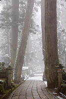 Cedars Overgrowing Road