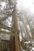 Torii Overwhelmed By Cedar Tree