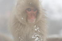 Foggy Monkey With Snow