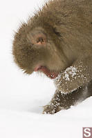 Picking Grain Out Of Snow