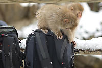 Two Monkeys On Camera Bags