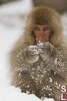 Young Monkey Covered In Snow