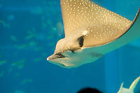 Eagle Ray