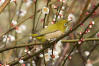 Japanese White Eyes With Early Blossoms