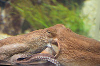 Octopus Swimming By