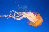 Orange Bell Jellyfish