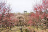 Red Plum Blossoms