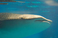 Whale Shark Swimming By