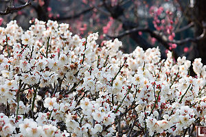 White Plum Blossoms