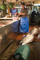 Fresh Fish Arrived