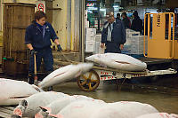 Loading Up Hand Cart