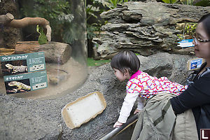 Claira Looking At Central Bearded Dragon