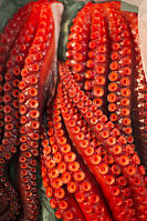 Dark Red Octopus