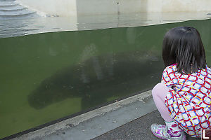 Nara Watching Pygmy Hippopotamus Swim By