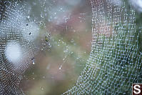 Rain Soaked Spider Web