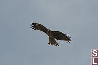 Black Kite