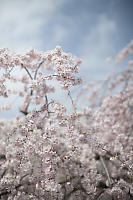 Cherry Blossoms With Blue Sky