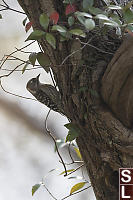 Japanese Pygmy Woodpecker