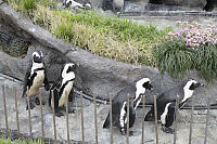 Penguins Walking By