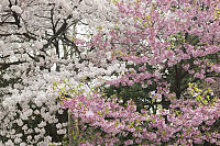 Pink And White Flowers