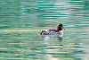 Common Goldeneye