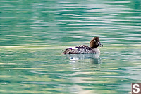 Common Golden Eye