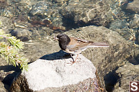 Dark Eyed Junco Catching Flies