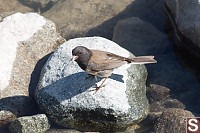 Dark Eyed Junco On Rock