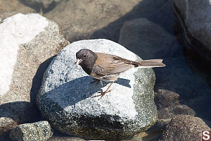 Dark Eyed Junco On Rock