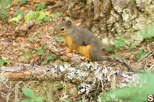 Douglas Squirrel