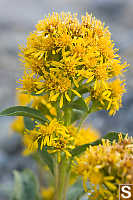 Northern Goldenrod