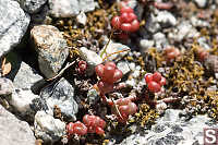 Stonecrop In Rocks