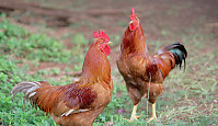 Chicken Cocks