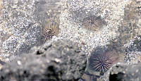 Sea Urchins