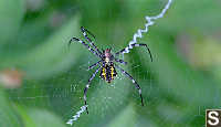 Hawaian Garden Spider