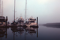 Foggy Morning In Sydney Harbour