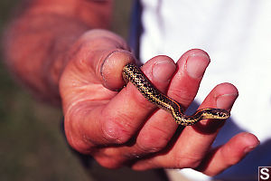 Garter Snake In Hand