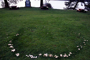 Mushroom Ring In Winter Cove