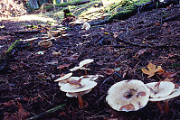 Ring Of Larger Mushrooms