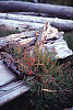 Pacific Samphire, Sea Asparagus, Virginia glasswort 